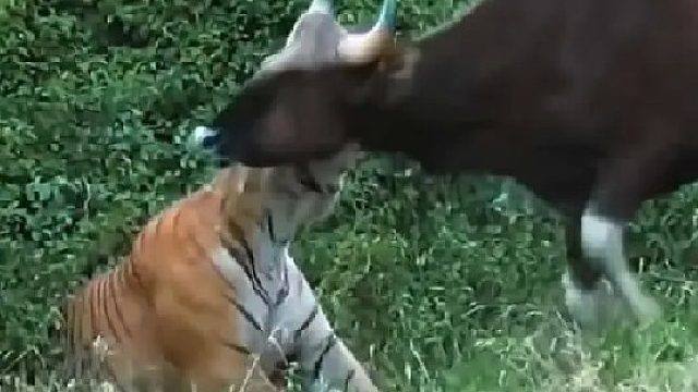 老虎抓住一头五百公斤的白肢野牛