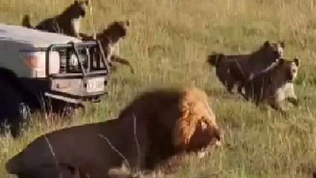 雄狮单挑几十条鬣狗群的精彩一幕