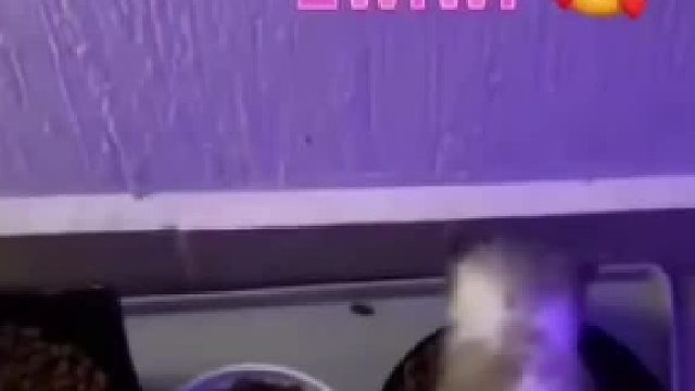 怎么会有那么夹的猫叫得老母亲心都化了猫咪奶叫合集#可爱[话题]# #搞笑[话题]# #猫叫[话题]# #猫咪可爱[话题]# #fyp[话题]# #动物的迷惑行为