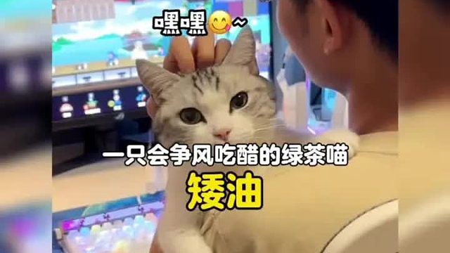 一只会争风吃醋的小绿茶