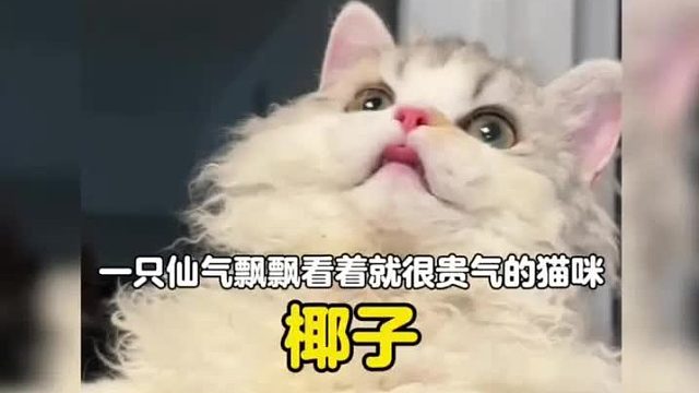 一只仙气飘飘看起来就很贵气的猫咪，可爱中夹杂着一丝异域风情