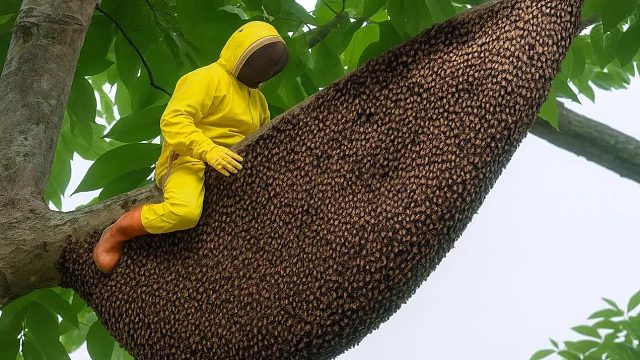 雨林中野生蜂巢的发现——危险的丛林采蜜