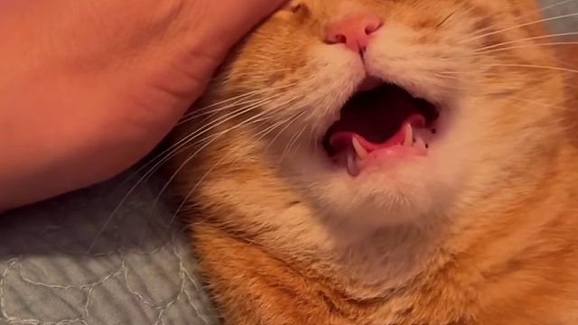 沉浸在马杀鸡中的猫咪们