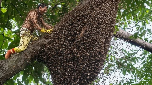 野生蜂蜜采收_越南丛林危险爬树