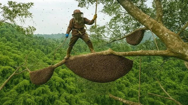 野生丛林蜜蜂惊人的狩猎过程 从森林蜂巢中提取蜂蜜的不可思议的方法