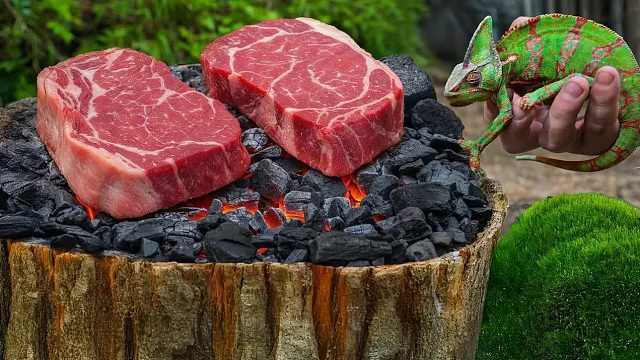 森林里的盐块上的牛排......和变色龙_！