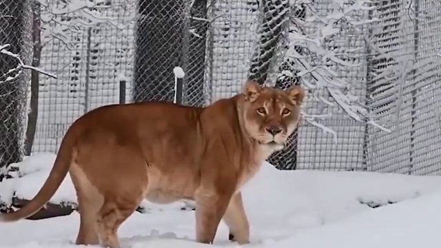 狮子和老虎参加“变形记”，一个去了桃花源，一个去了宁古塔