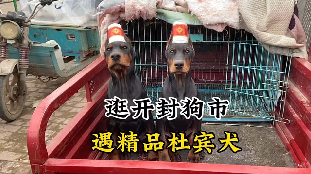 逛开封大型狗市，遇精品杜宾护卫犬，不愧是动物介的西装暴徒！帅