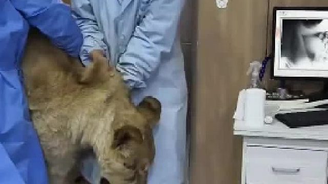 这是我见过最安静的狮子