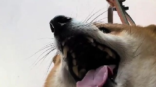 修勾怕洗澡！！