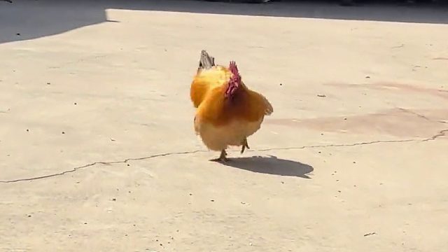 再也没有duangduang 的鸡了