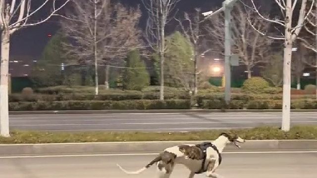 人类和灵缇、边牧的跑步比赛究竟可以碰撞出什么火花凉生（人）：慌慌张张小五（边牧）：匆匆忙忙阿细（灵缇）：溜溜哒哒