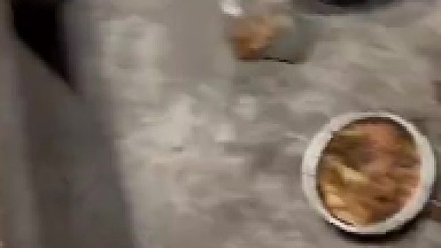 哺乳期的狗妈对所有生物都有攻击性，除了主人
