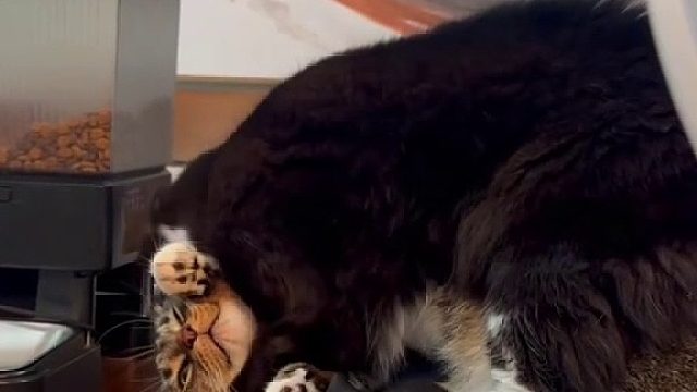 小猫咪怎么可以坐在小猫咪头上呢喜欢压猫的猫合集