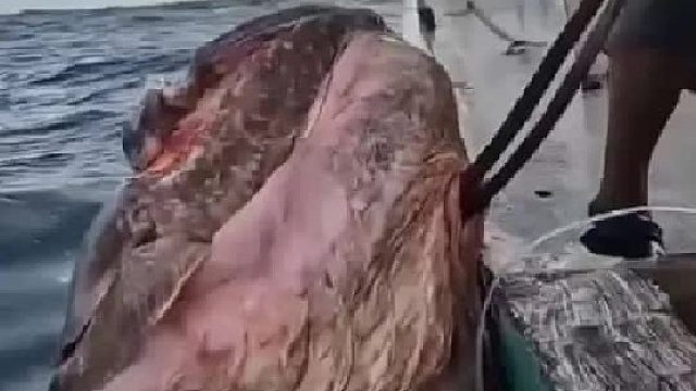 渔民捕获到一条长相恐怖的巨型大鱼