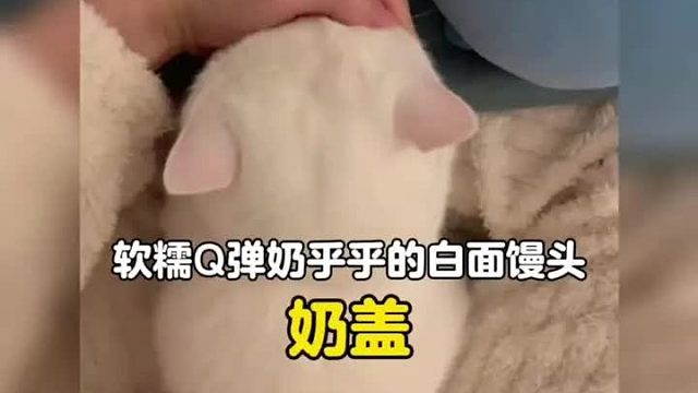 谁能拒绝一只软糯q弹奶乎乎的白面馒头呢