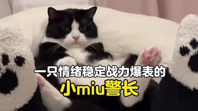 都说奶牛猫就是神经猫，这黑猫警长为啥情绪这么淡定，还会撒娇呢