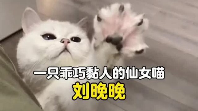 谁能拒绝一只乖巧黏人，随叫随到的神仙小猫呢