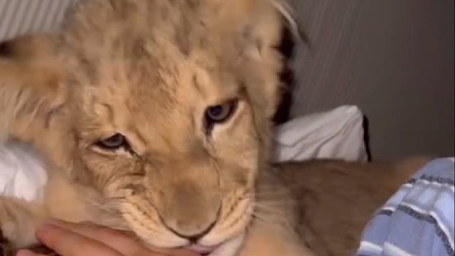 体弱的小狮子遭母狮狠心驱赶抛弃，国外大叔好心收养它 长大后成为家里的一份子