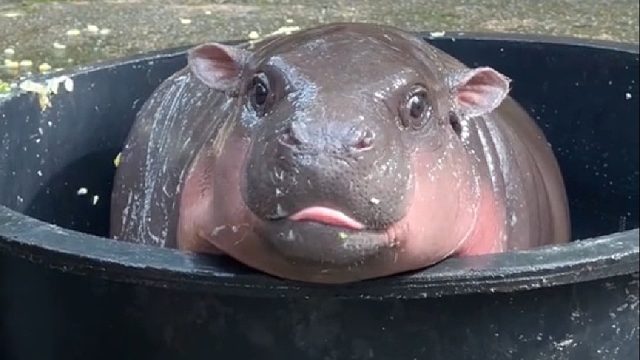 大雨天河马妈妈生下只小宝宝，不料小家伙的举动让人哭笑不得