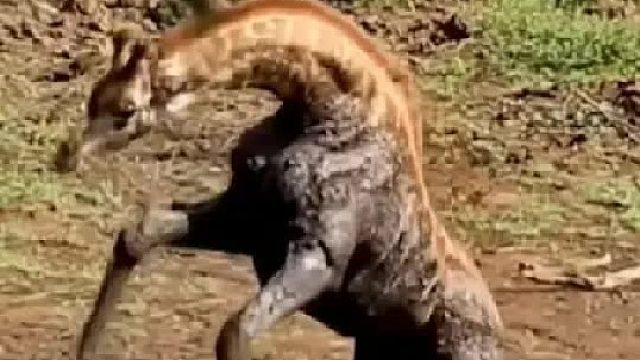 长颈鹿以身冒险营救被困妻子