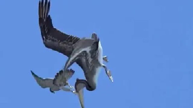 被誉为空中子弹的超级猛禽究竟有多么恐怖