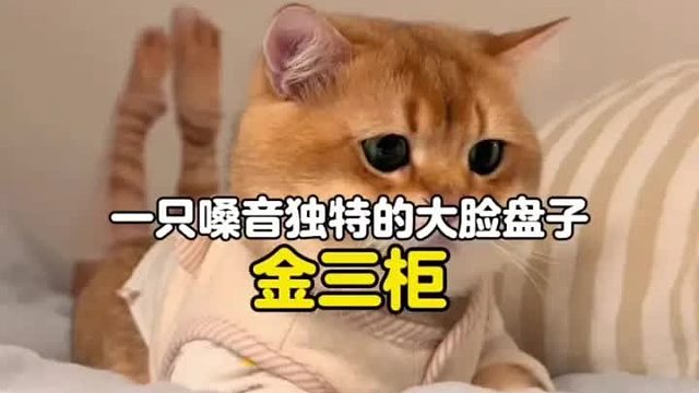 一只嗓音独特的大脸猫，这看着有点不对劲