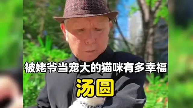 一只被姥爷当亲孙子宠大的猫咪能有多幸福