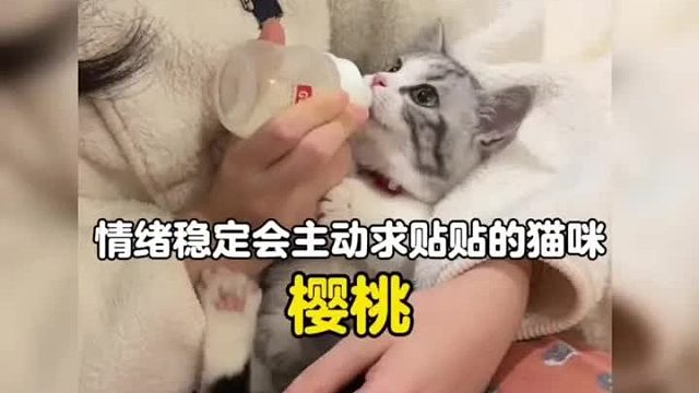 谁能拒绝一只情绪稳定，乖巧黏人会主动求贴贴的猫咪呢