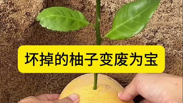 坏掉的柚子变废为宝