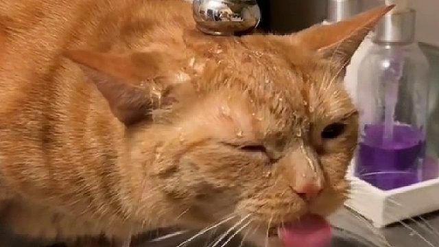 喵星人喝水有多抽象？！！盘点猫咪喝水搞笑合集