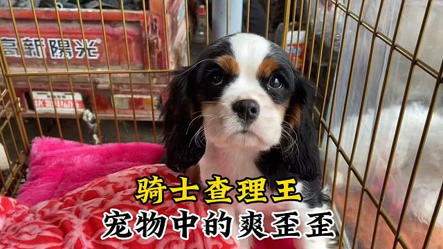 想看好狗还得多逛狗市，狗中爽歪歪查理王，品相好的边牧精品不少