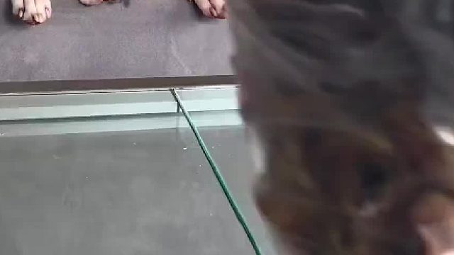 外国小姐姐收纳宠物零食  体验 助眠视频