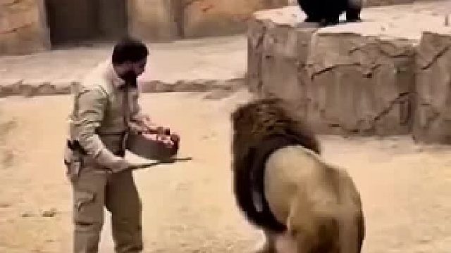 猩猩为什么不害怕狮子呢？