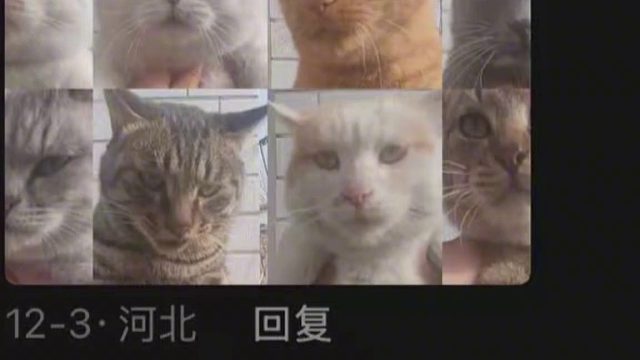 博主寒寒蕊蕊， 他养的每只猫都凶神恶煞