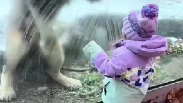 猛兽也可以很“温柔”盘点那些搞笑狮子