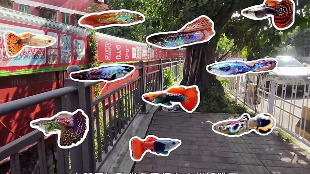 广州的孔雀鱼都泛滥了大家快来抓