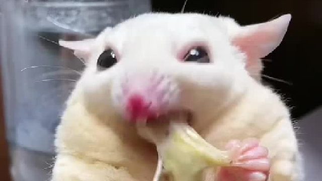 今儿这丝儿拉的，相当凑合了