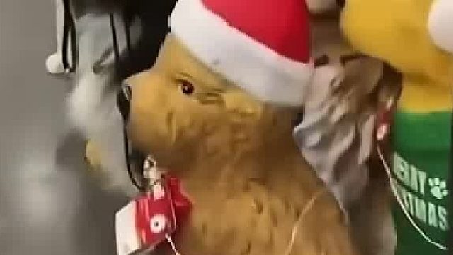 狗子捉迷藏，眼睛转一圈800个心眼子，多少人看了第二遍才看到它