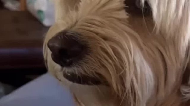 谁再跟你说狗听不懂人话就把这个视频给他看