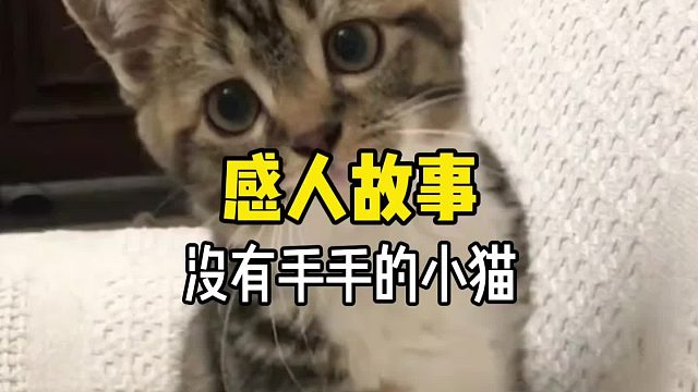 它本是一个摇摇晃晃的不倒翁，妈妈来了，它就变成一只可爱的小猫了……