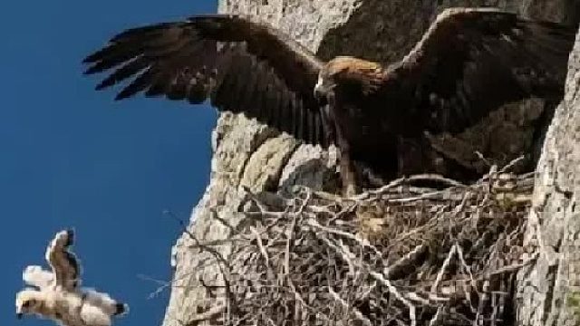 老鹰将它的孩子全部赶下万丈悬崖，殊不知结局悲剧了