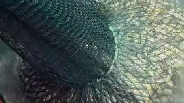 海洋捕获上万斤小黄鱼，金灿灿满满一船