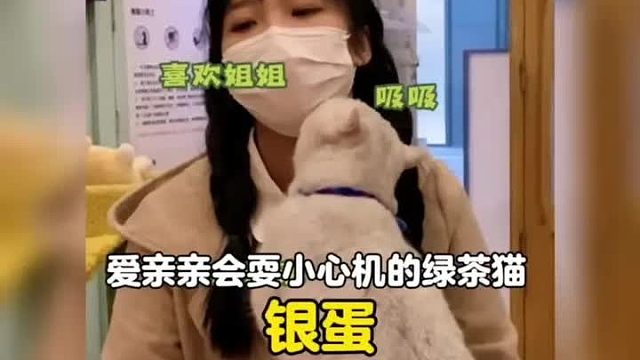 一只猫如其名，爱亲亲会耍小心机的小绿茶