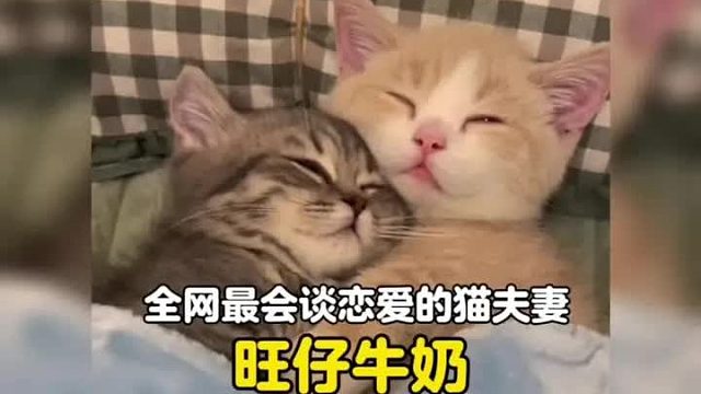 全网最让人羡慕的猫夫妻，这恋爱算是让它俩谈明白了