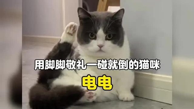 谁能拒绝一只会用脚脚敬礼，倒地就开花的小猫呢