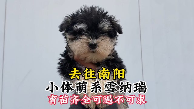 去往南阳的精品雪纳瑞，可遇不可求！小体萌系育苗齐全的小家伙！