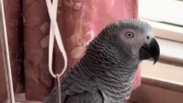 能说会道的小鹦鹉