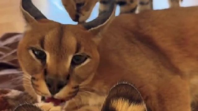 嘿嘿你吃爪爪 我吃耳朵#全网热点共创计划#