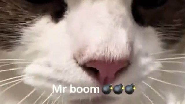 怎么会有那么夹的猫叫得老母亲心都化了猫咪奶叫合集#全网热点共创计划#
